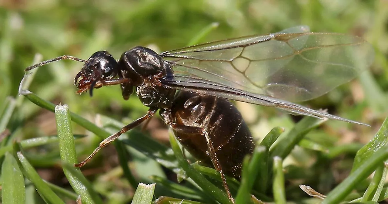 Ants Can Learn From Past Encounters and Hold a Grudge