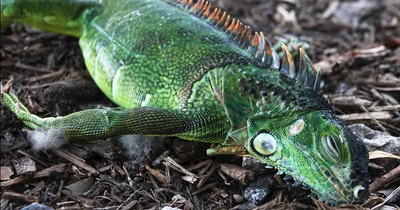 People in Florida have been warned about iguanas falling from the sky