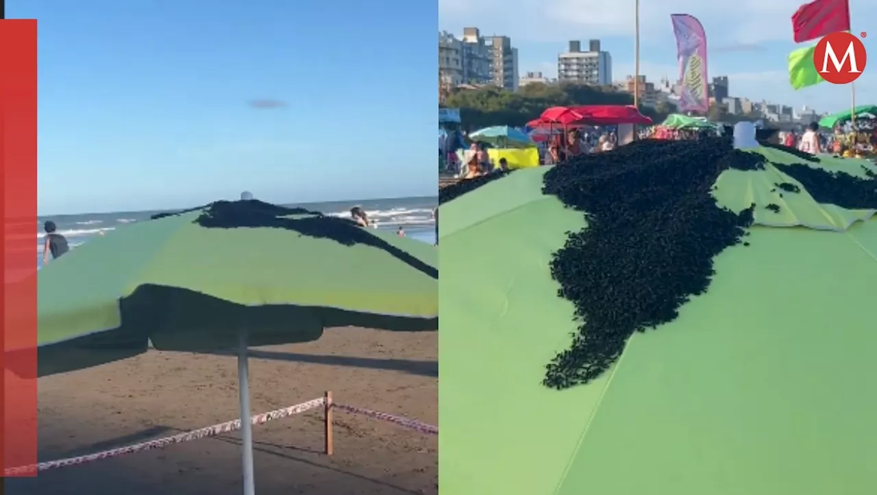 Enjambre de Avispas Toma Ocupación de Sombrilla en Playa Argentina