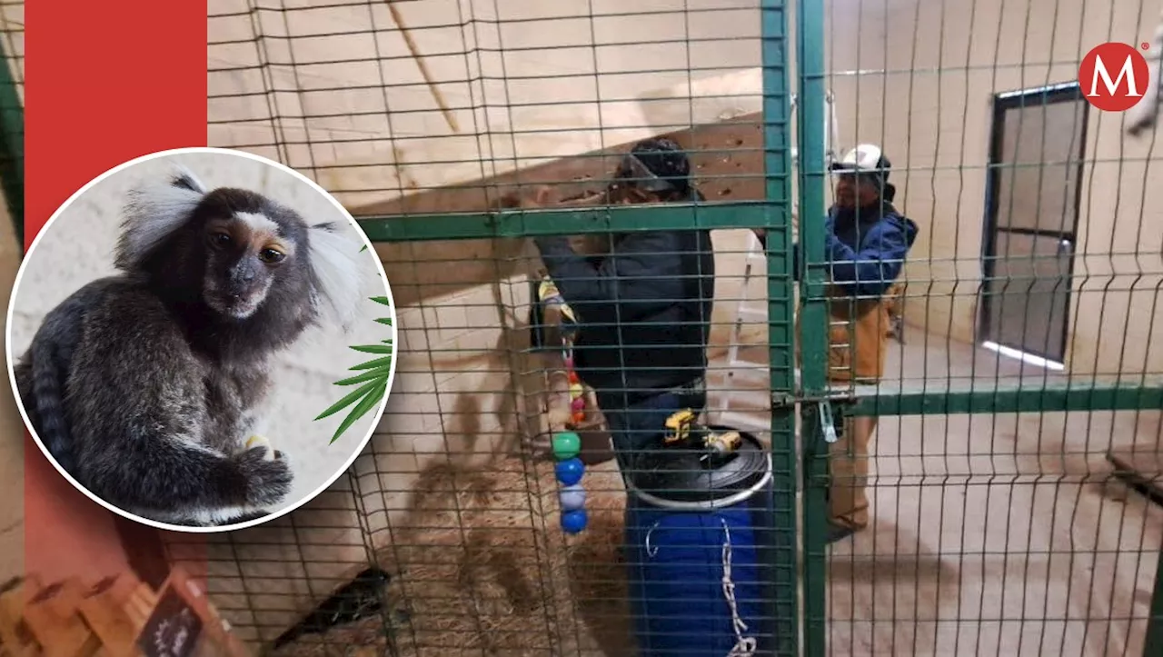 Zoológico de Nuevo Laredo protege a sus especies ante las bajas temperaturas