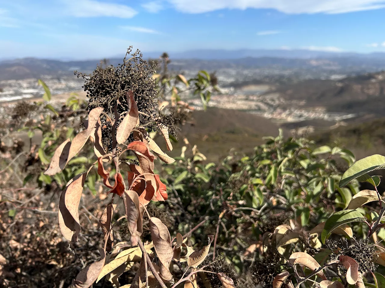 Red Flag Warning Extended for San Diego County as Winds Pick Up