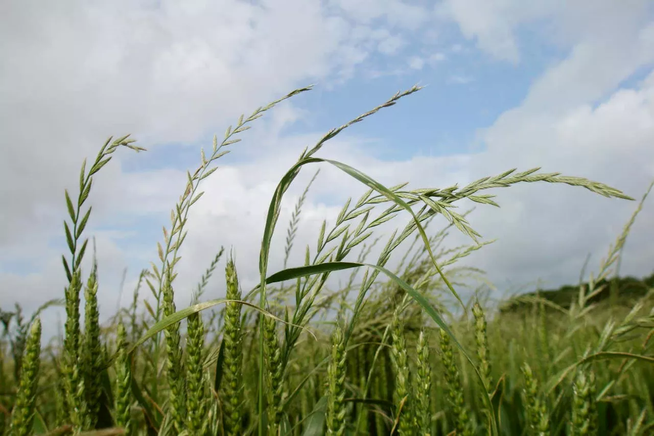 Glyphosate-resistant weeds have evolved in the UK for the first time