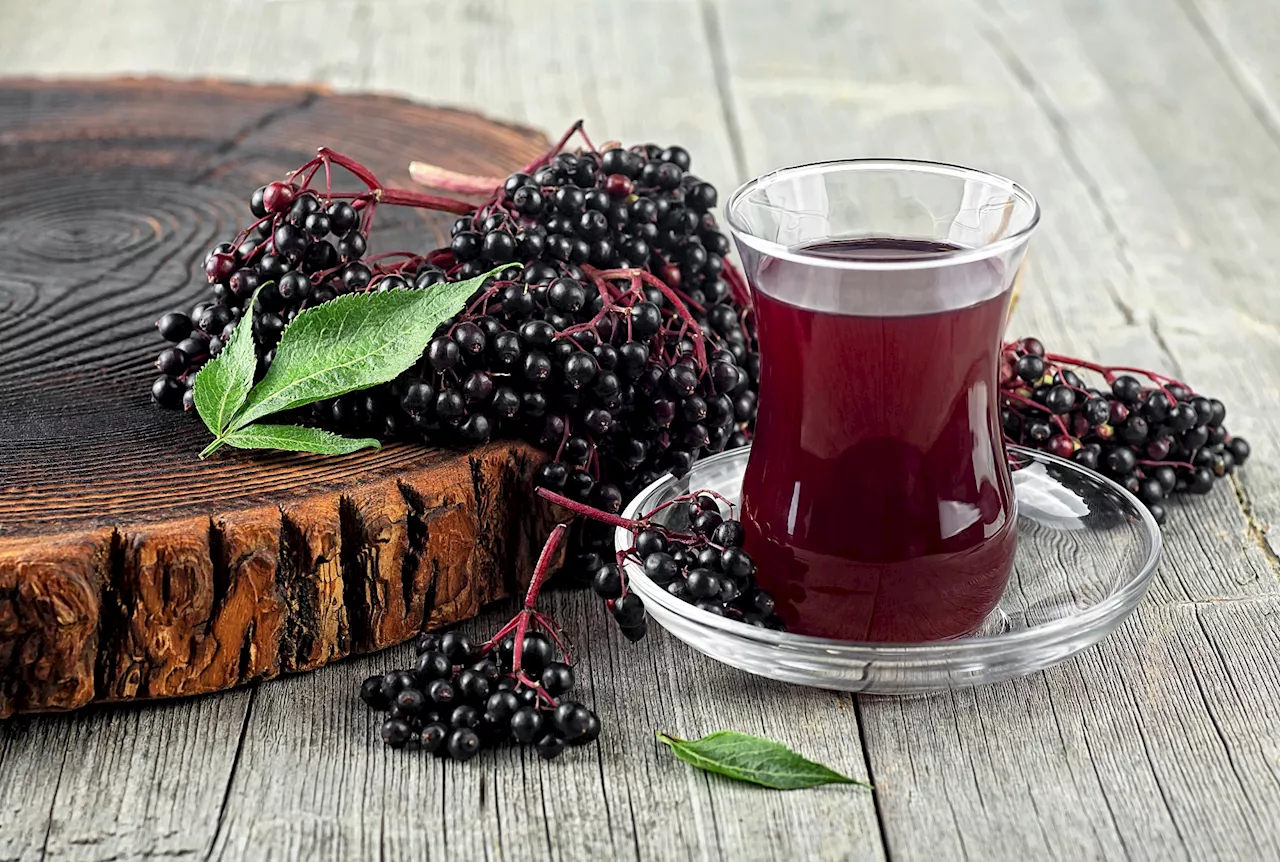 Elderberry juice shows promise in boosting gut health and combating obesity