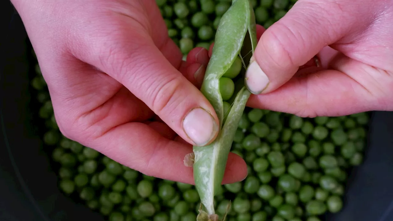 Peas Storage Tips: नहीं होंगी खराब हरी मटर, स्टोर करने के लिए अपनाएं ये आसान तरीका