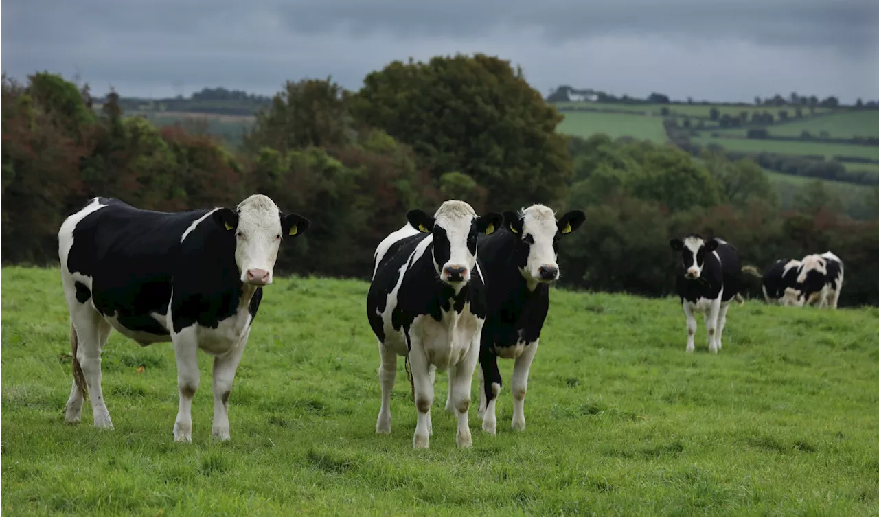 Ireland's Cattle Herd Could Shrink Due to Emissions Targets