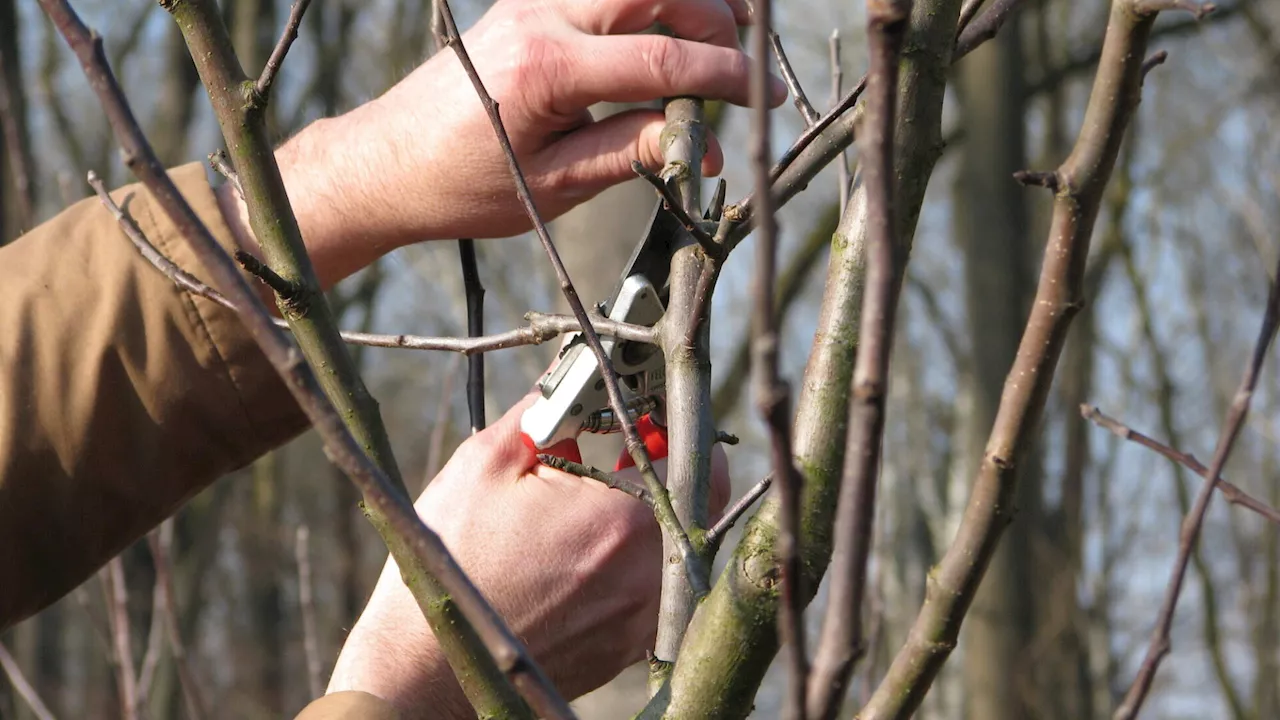 Obstschnitt im Winter: Regeln und Ausnahmen