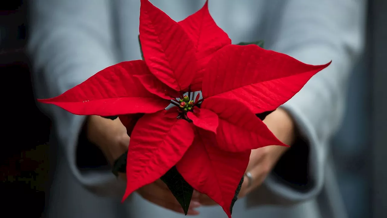 Hessen: Weihnachtsstern muss nicht nach einer Saison in den Biomüll