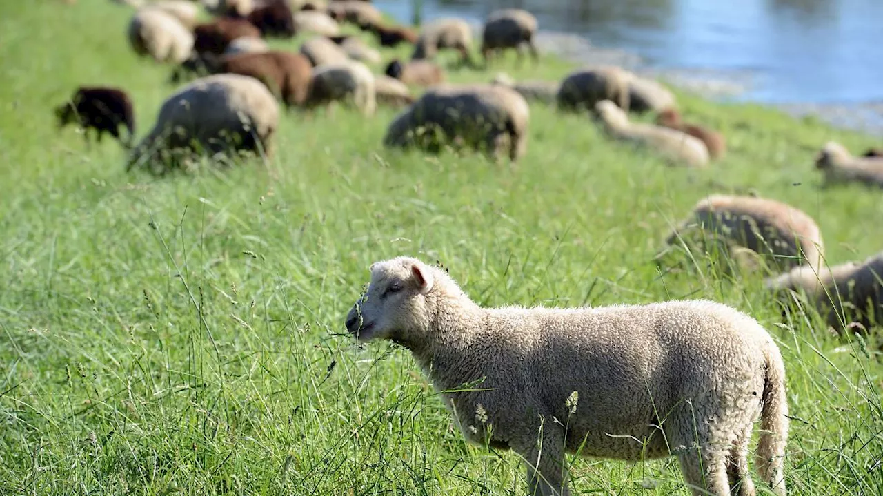 Sachsen-Anhalt: Ministerium prüft mögliche Schritte nach Tierschutzfall