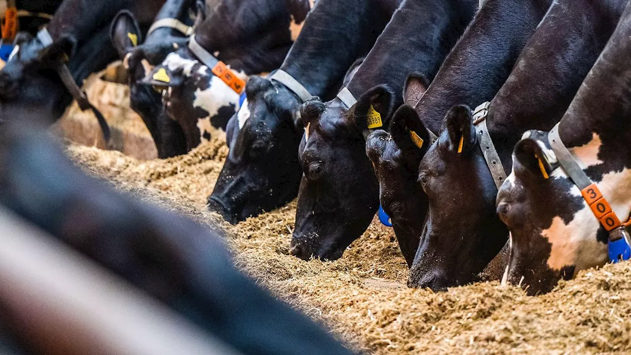 Sachsen: Hohe Butterpreise - Bauernpräsident für mehr Tierhaltung