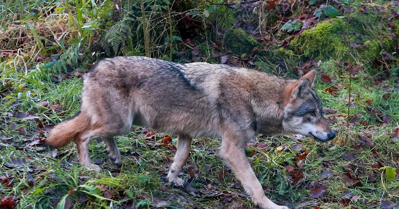 Wolf im Kreis Gütersloh gesichtet: Ist er Schuld am Unfall mit einem Pferd?