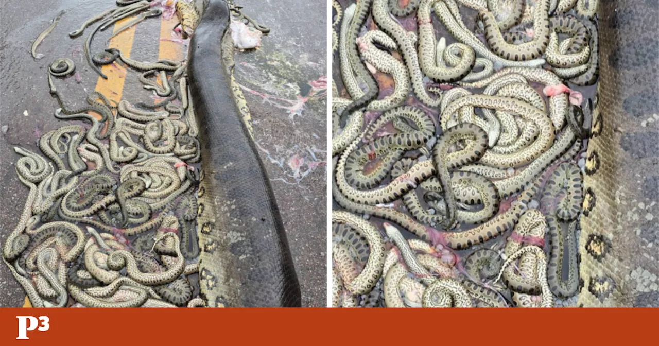 Serpente de oito metros grávida morre atropelada e 40 crias são expelidas na rua