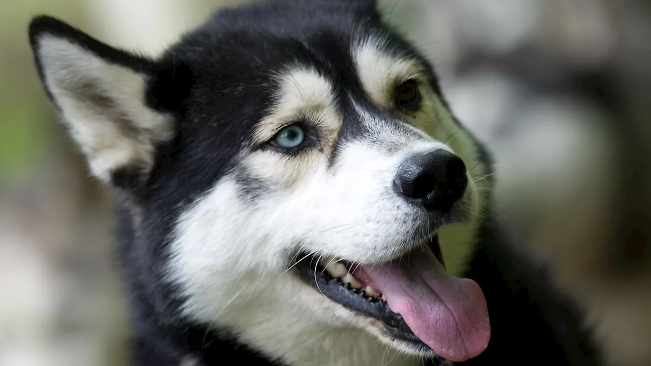 Belgien: Junge (7) von eigenen Hunden totgebissen - vor den Augen seiner Mutter