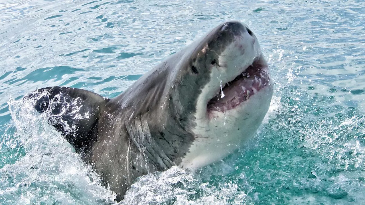 ZDF-Taucher (24) stirbt bei Hai-Attacke nach Dreharbeiten vor Neuseeland