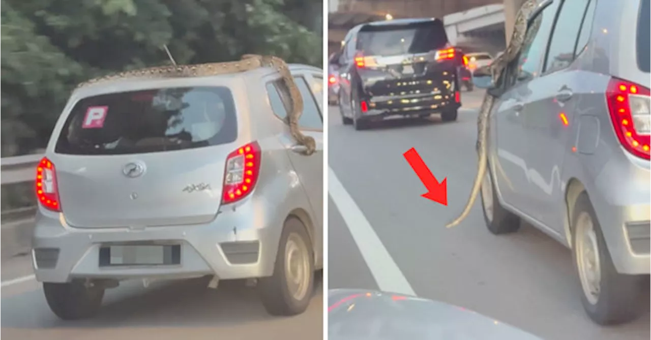 Massive Python Ssssliters On Moving Axia, Leaving Driver Stunned