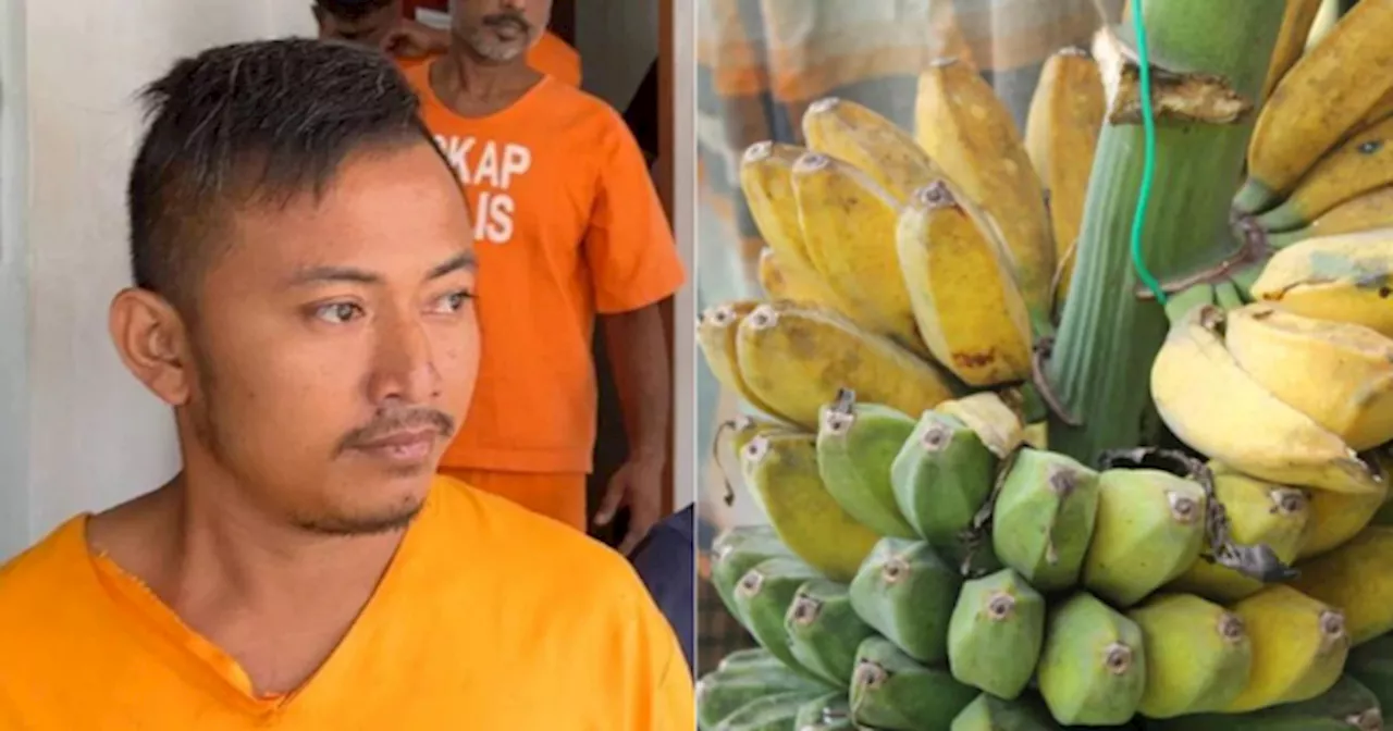 Single Father Gets 3 Months' Jail For Stealing Bananas From A Farm