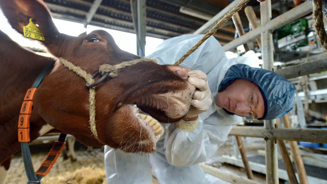 Gefürchtete Tierkrankheit: Maul- und Klauenseuche in Deutschland