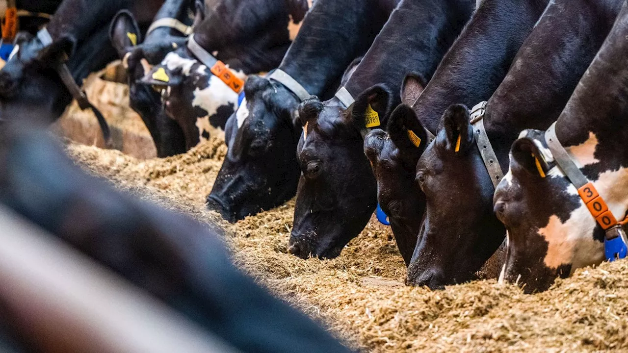 Landwirtschaft: Hohe Butterpreise - Bauernpräsident für mehr Tierhaltung