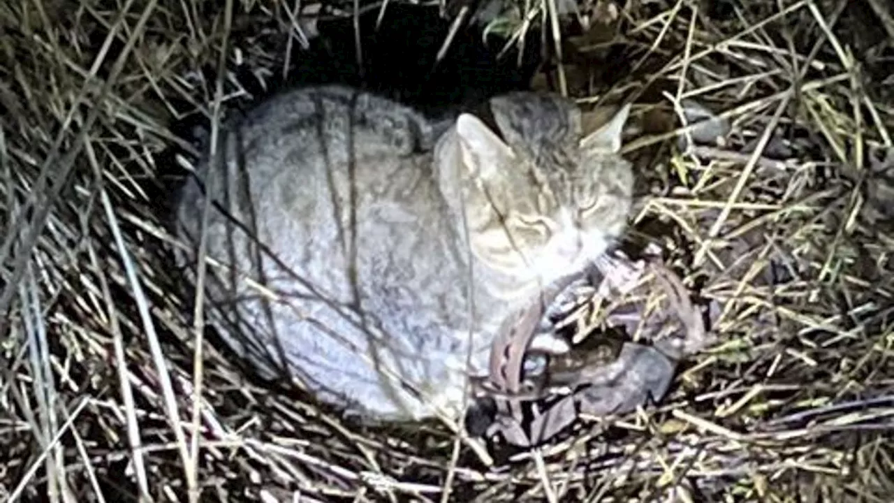 Verstoß gegen Tierschutzgesetz: Kater in verbotener Falle gefangen