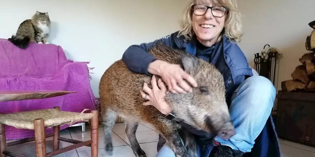 Vidéos. Il y a trois ans, l’épopée du marcassin Woody et de sa “maman” de substitution, en Lot-et-Garonne