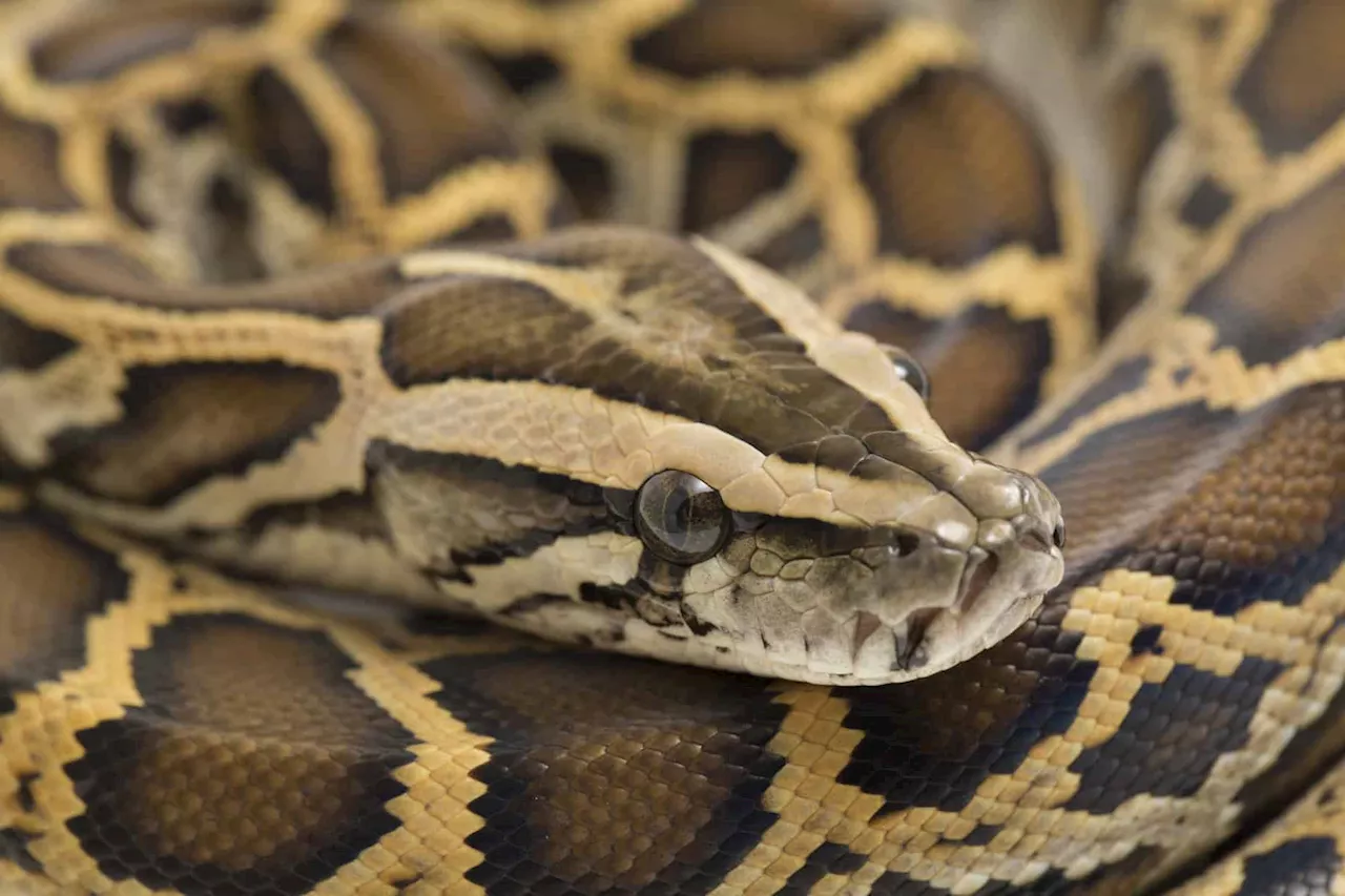 Limpopo clinic reopens its doors after ‘large’ snake sighting on premises