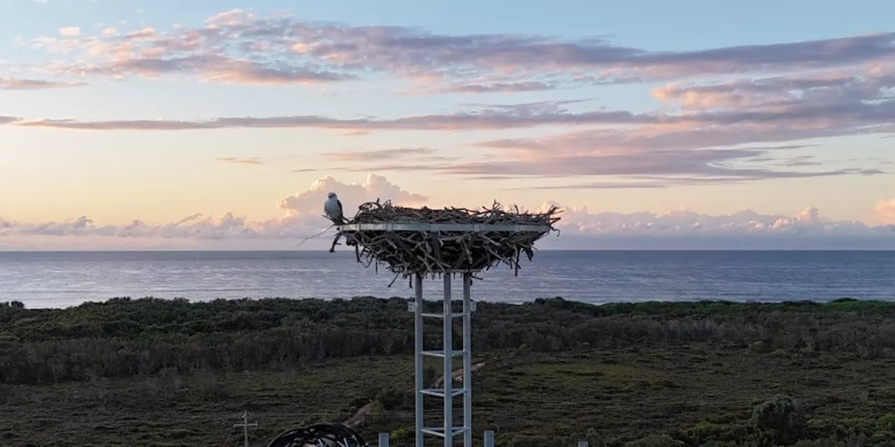 Giant Eagles Guard Nbn Towers in Australia