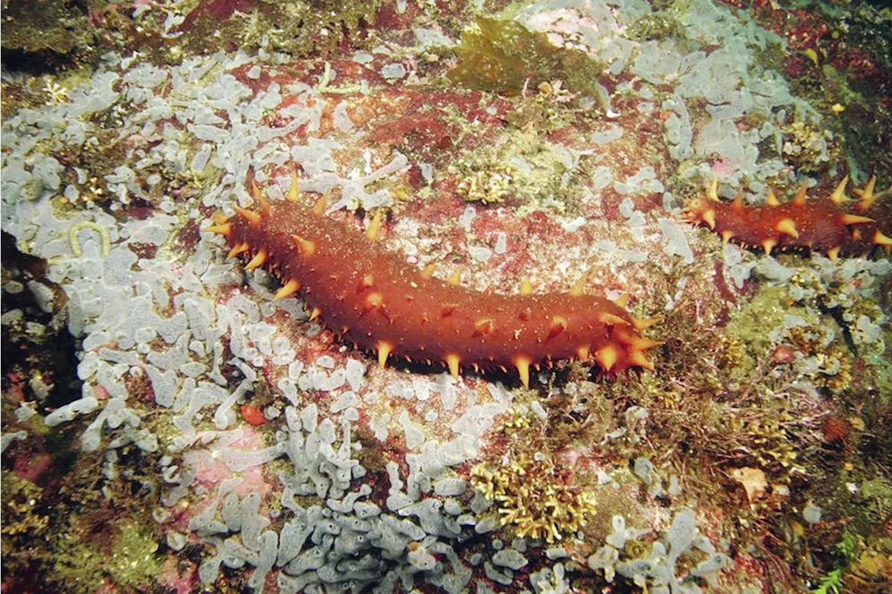 B.C.'s Notorious Poacher Guilty of Illegally Harvesting Sea Cucumbers