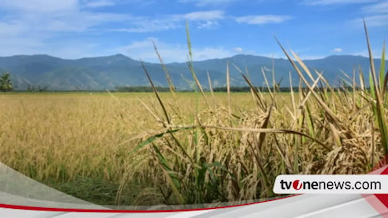 Harga Gabah Sudah Anjlok Sebelum Panen Raya, Perum Bulog Dituding Tidak Maksimal Lakukan Penyerapan