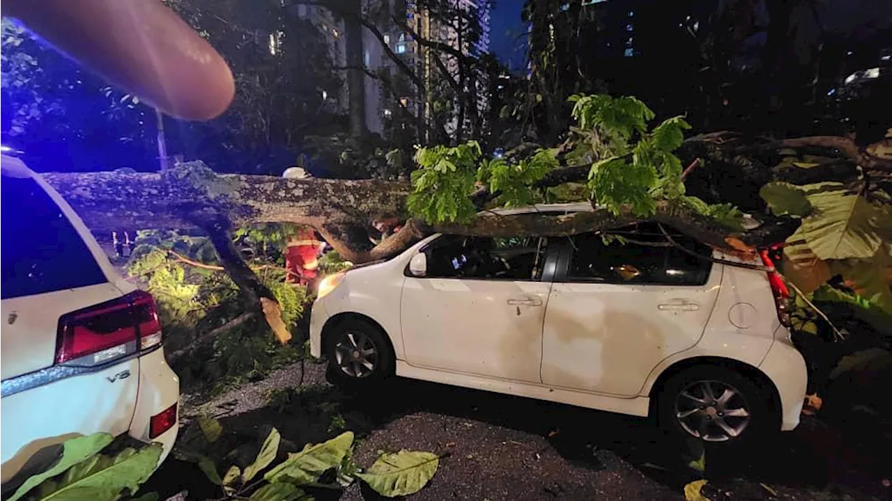 Hujan lebat, pokok tumbang hempap tiga kereta