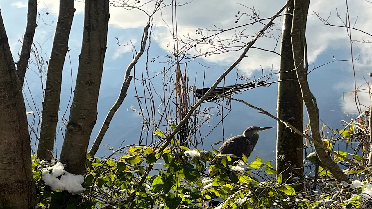 Vogelzählung im Winterwetter: Familie aus Aachen nimmt teil