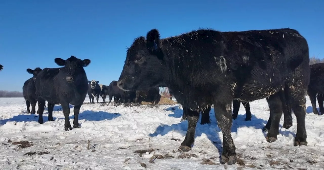 Indiana Farmers Face Winter Challenges, Prioritize Cattle Care