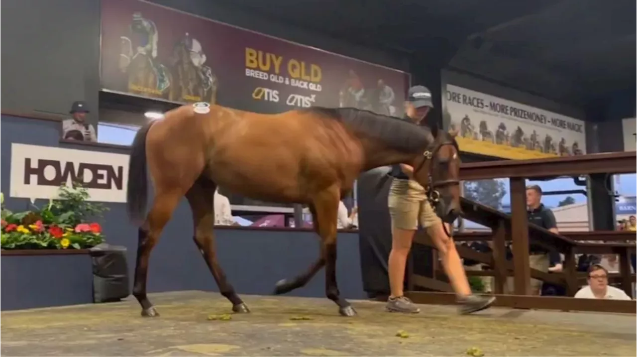 Magic Millions record smashed as Sunlight filly sells for 3.2m Horse