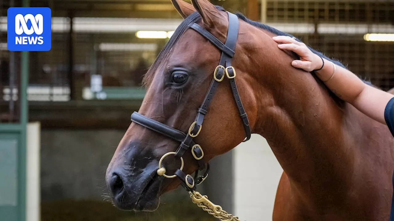 Magic Millions yearling sale record smashed with $3.2m for Sunlight filly a day after last peak