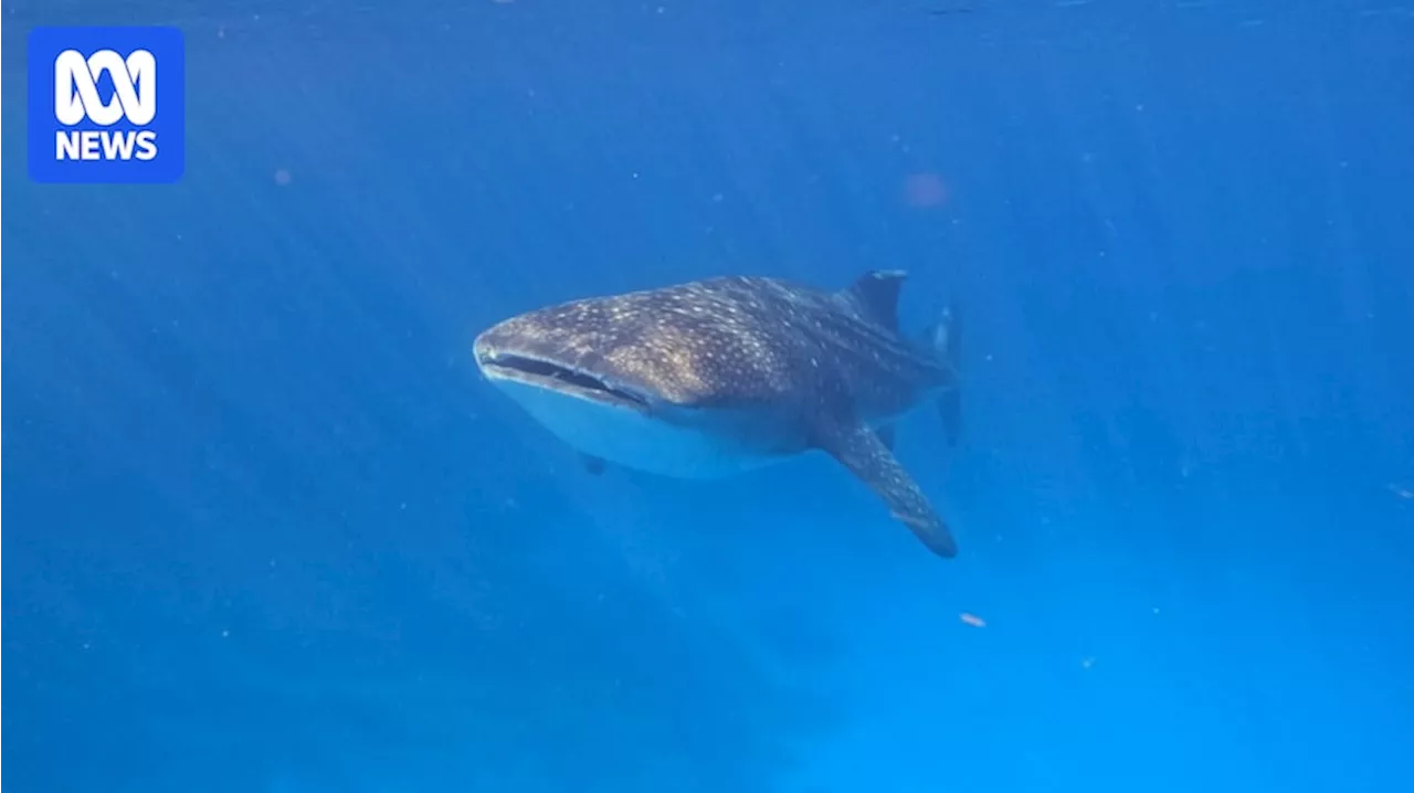 Whale Shark Love Bites Offer New Insight into Mating Rituals