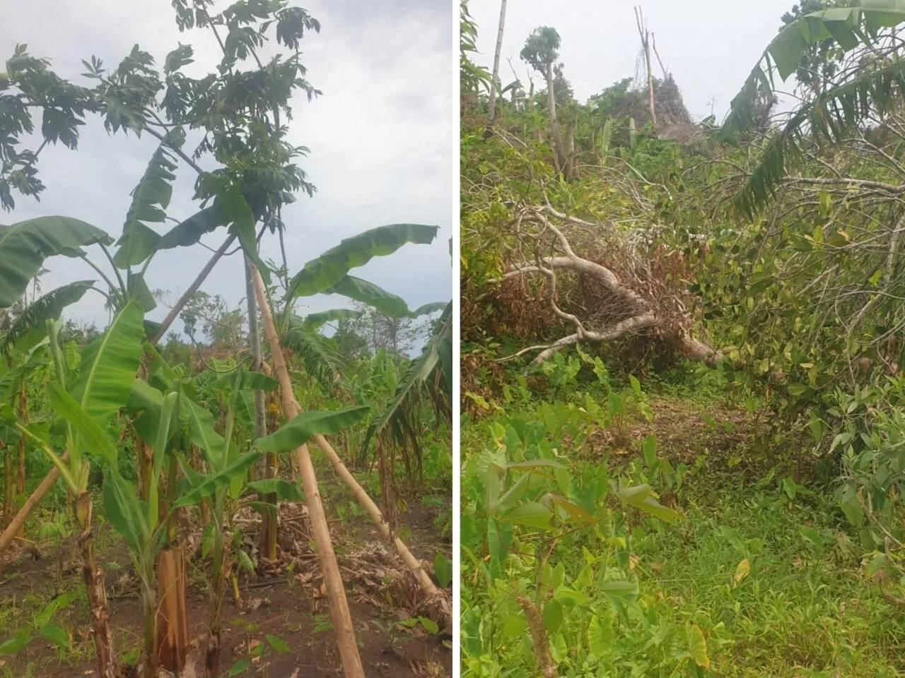 Aide de 1,342 million d'euros pour les agriculteurs de Mayotte après le cyclone Chido