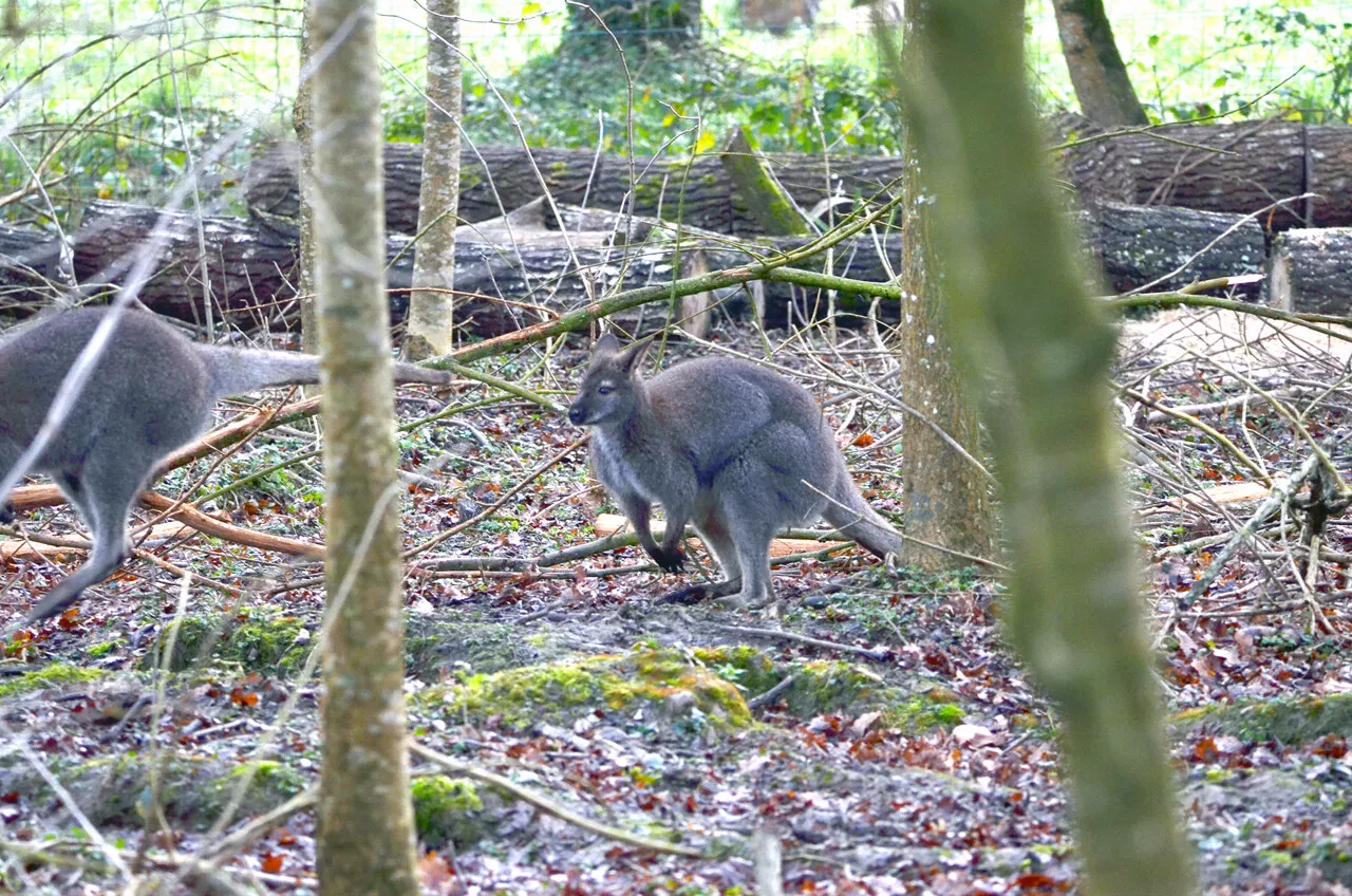 Langon : l'ex wallaby fugueur a retrouvé des congénères