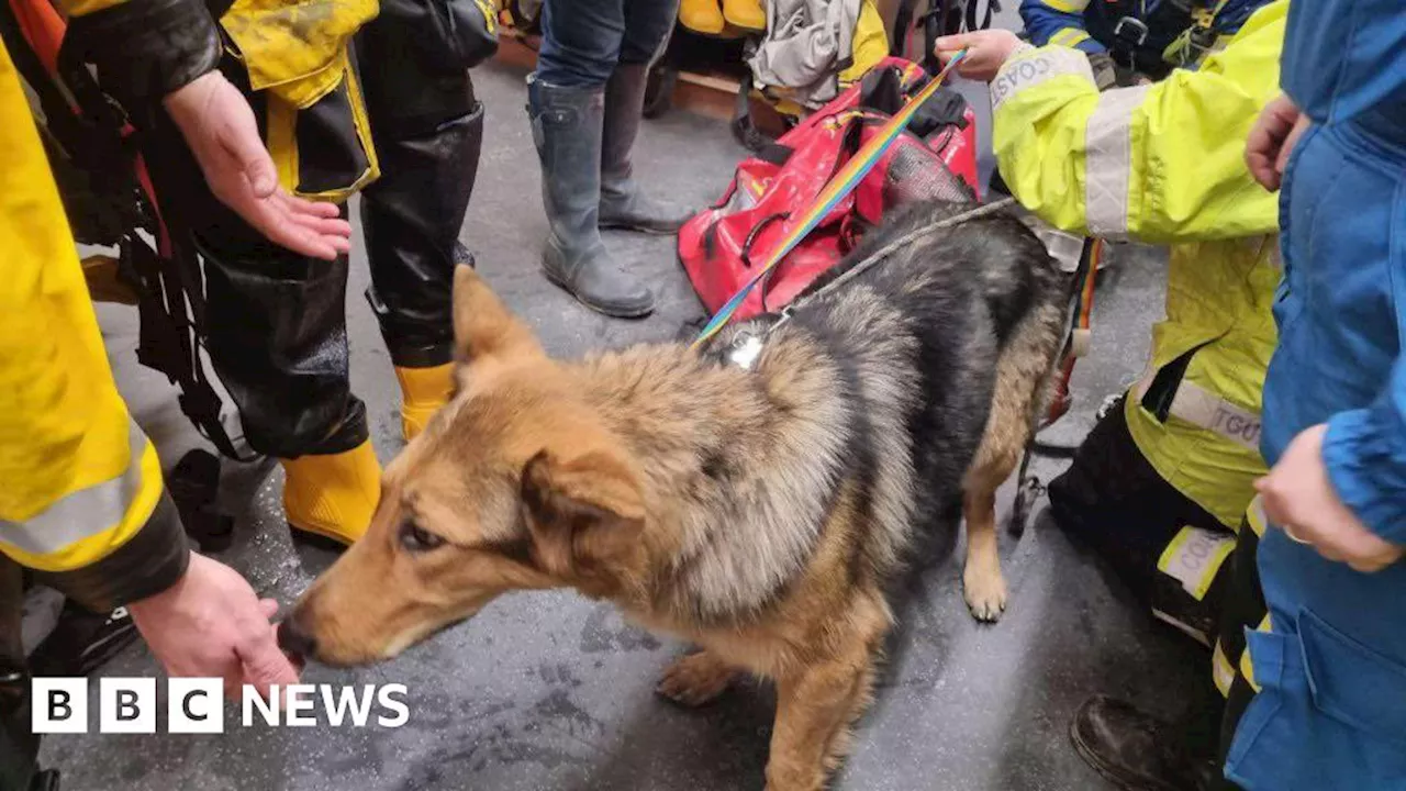 Rescued Dog Trapped on Cliff for Three Days After Disappearing in Devon