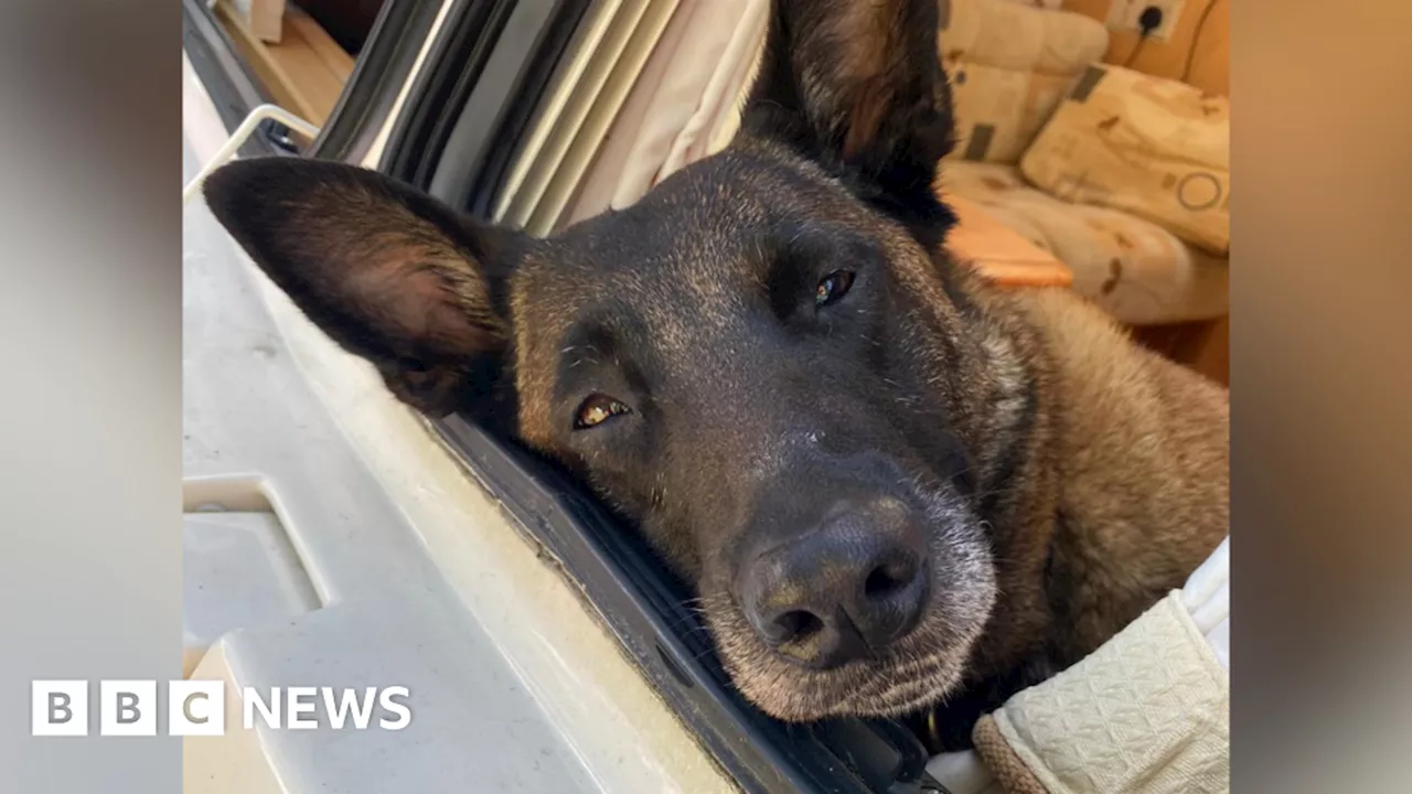 Retired Police Dog Fiji Receives Life-Saving Surgery Thanks to Charity