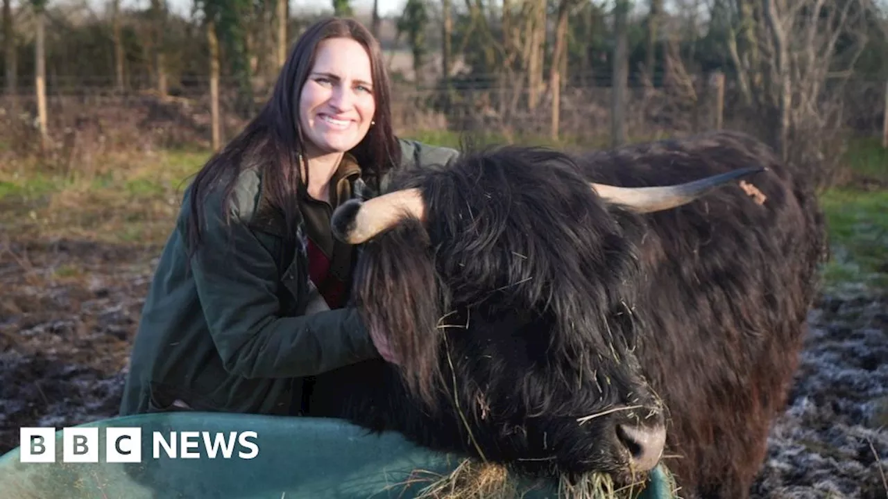 Nurse establishes Highland cattle herd in Essex after breakdown