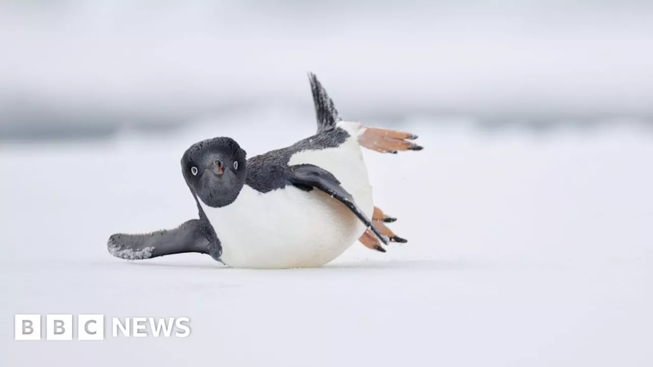 Stunning Bird Photos to be Displayed at Oxfordshire Museum