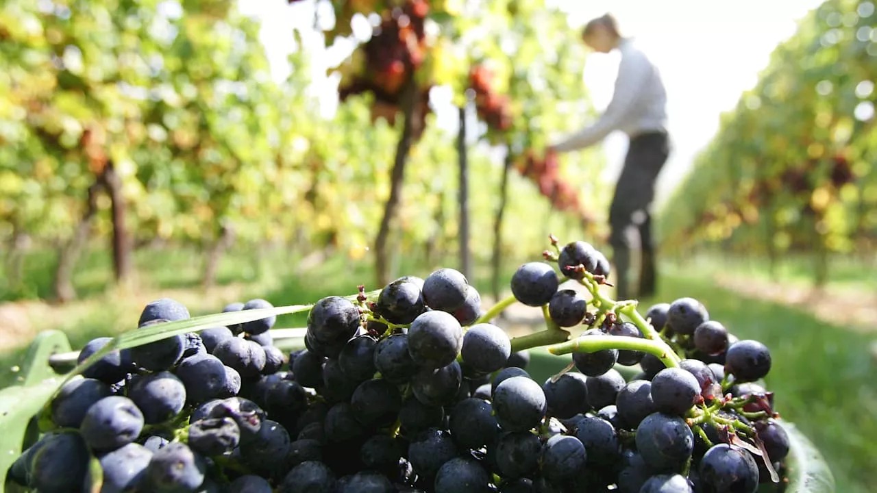 Deutsche Weinregionen: Hier lässt es sich gut Urlaub machen