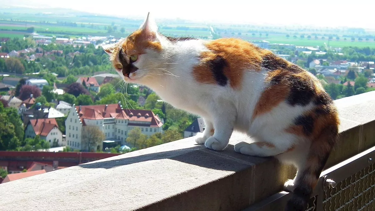 Nördlingens Kirchturm-Katze Wendelstein geht in Rente