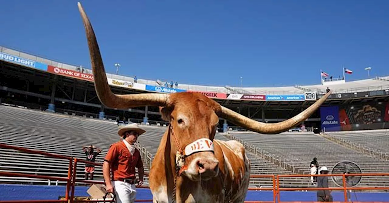 PETA Asks NCAA to Ban Live Longhorn Mascot from Cotton Bowl