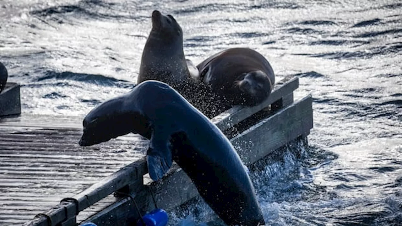 Barking sea lions on Bowen Island are music to the ears of this conservationist