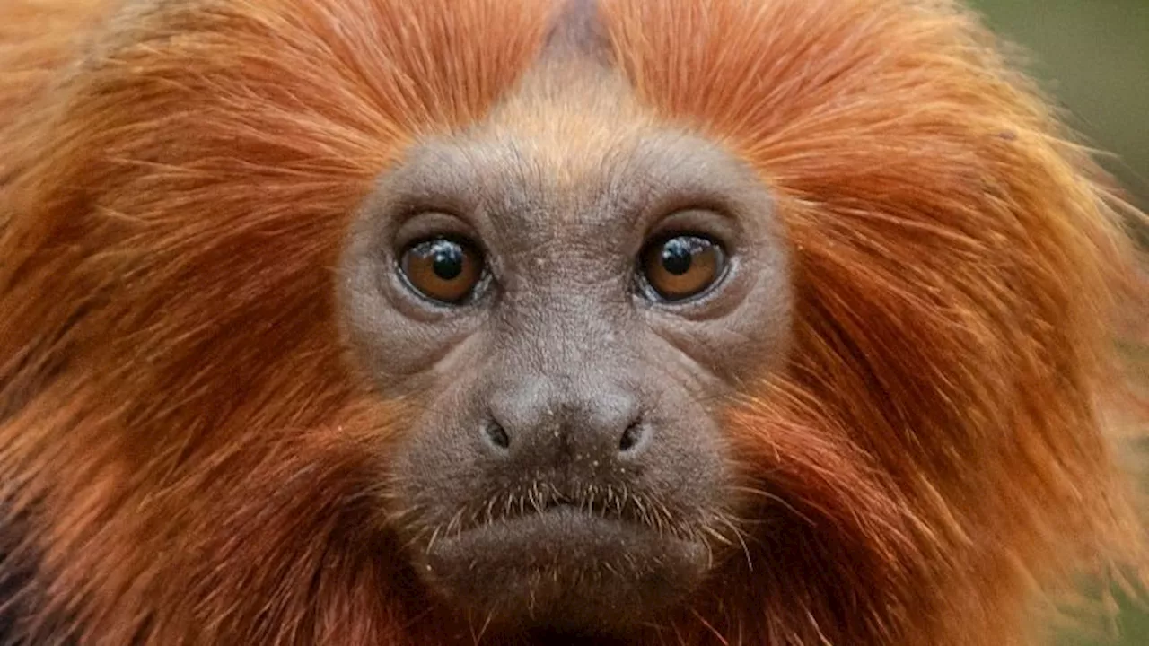 Golden Lion Tamarin's Comeback From the Brink of Extinction