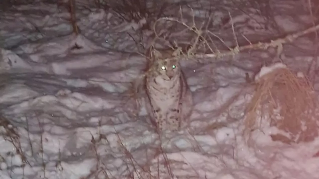 Illegally Released Lynx Captured in Scottish Highlands