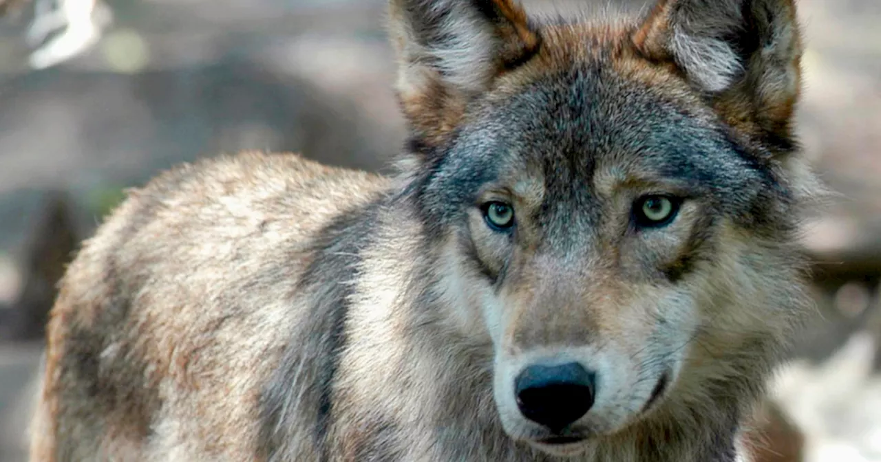 Colorado begins capturing wolves in British Columbia to be released in state later this month