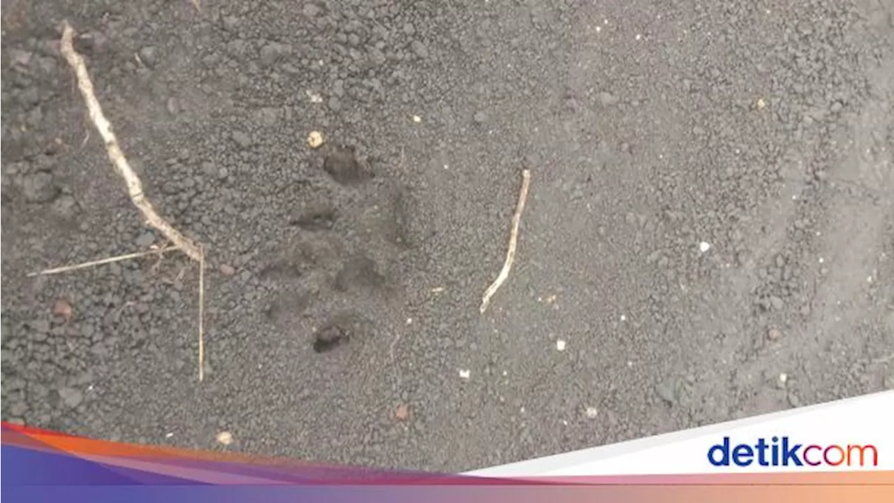 Jejak Macan di Alas Glempeng Diragukan BKSDA