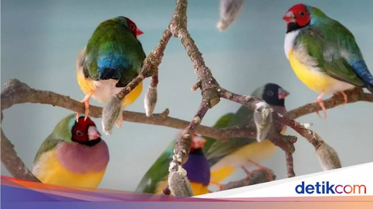 Mengapa Ada Banyak Tipe Kicauan Burung? Ini Temuan Sains