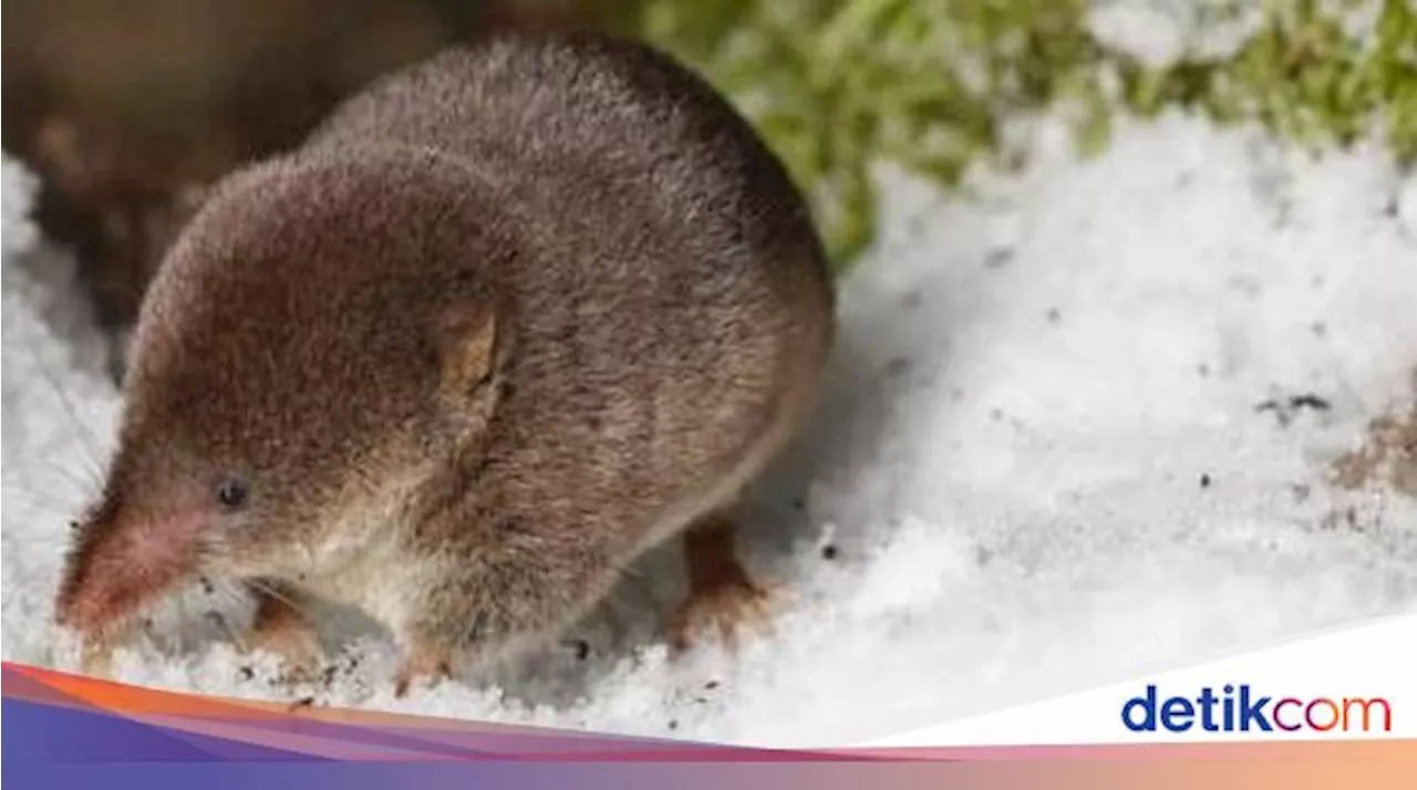 Tikus Tanah Eurasia Mengecilkan Otak Saat Musim Dingin