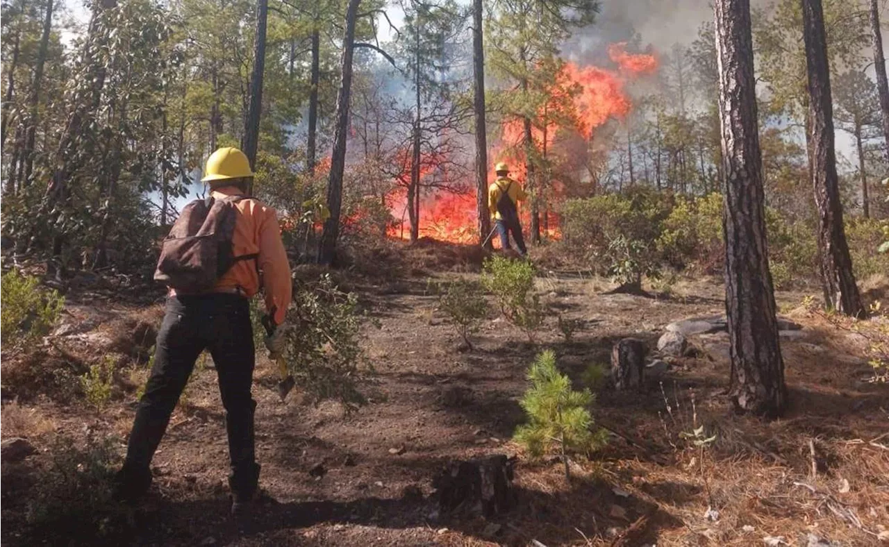 Aumentan 5% los incendios forestales en México; 2024 fue el año con más hectáreas afectadas